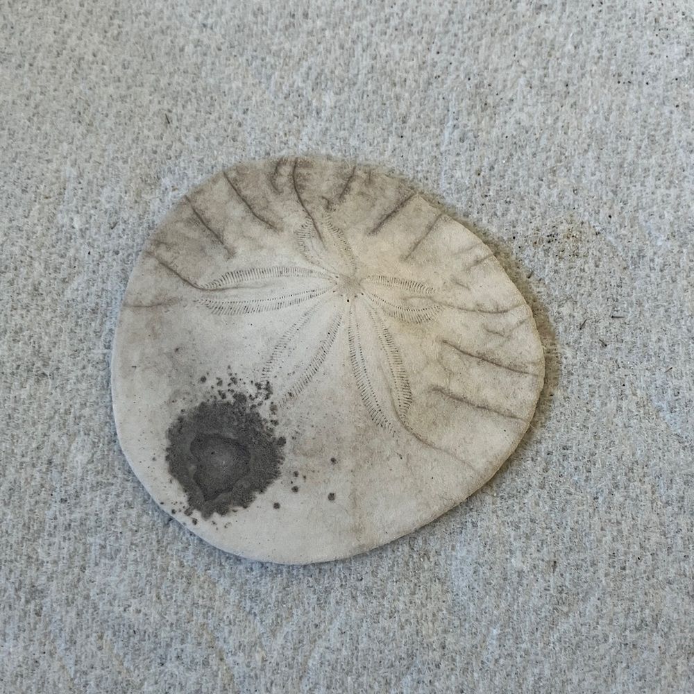 Sand Dollar